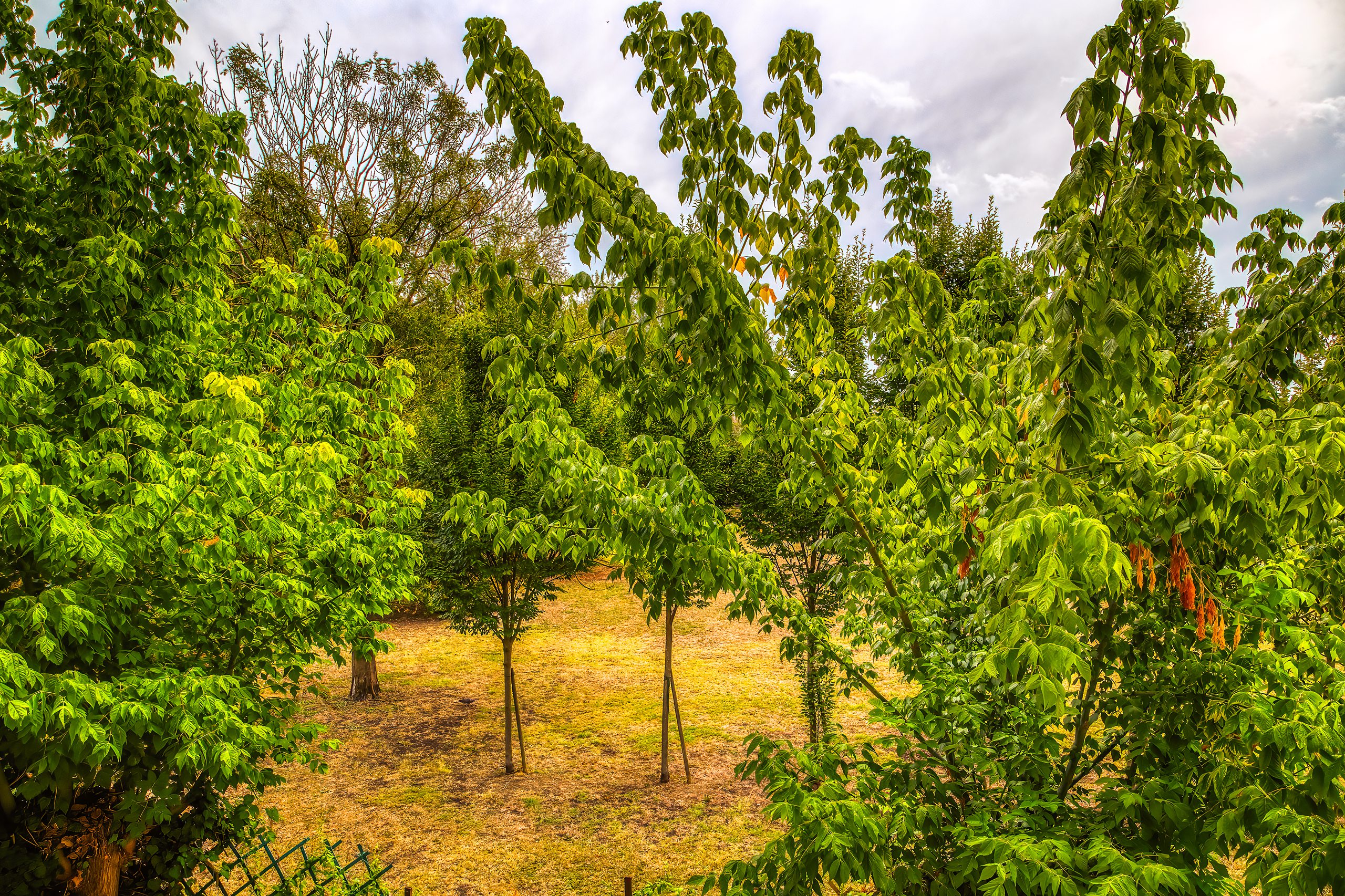 Gli alberi del Parco della Pace visti dal balcone