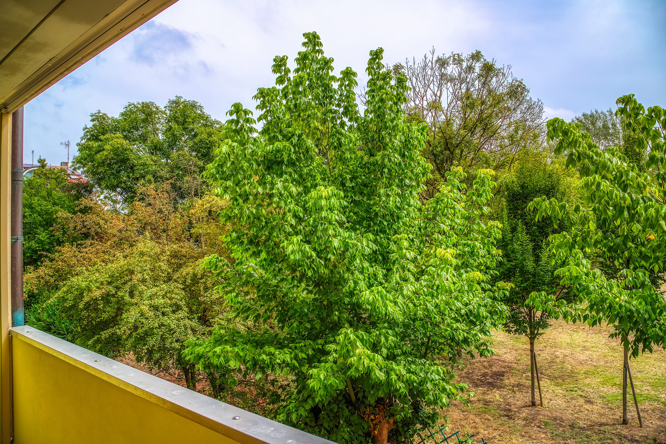 Il parco visto dal balcone tra le foglie degli alberi