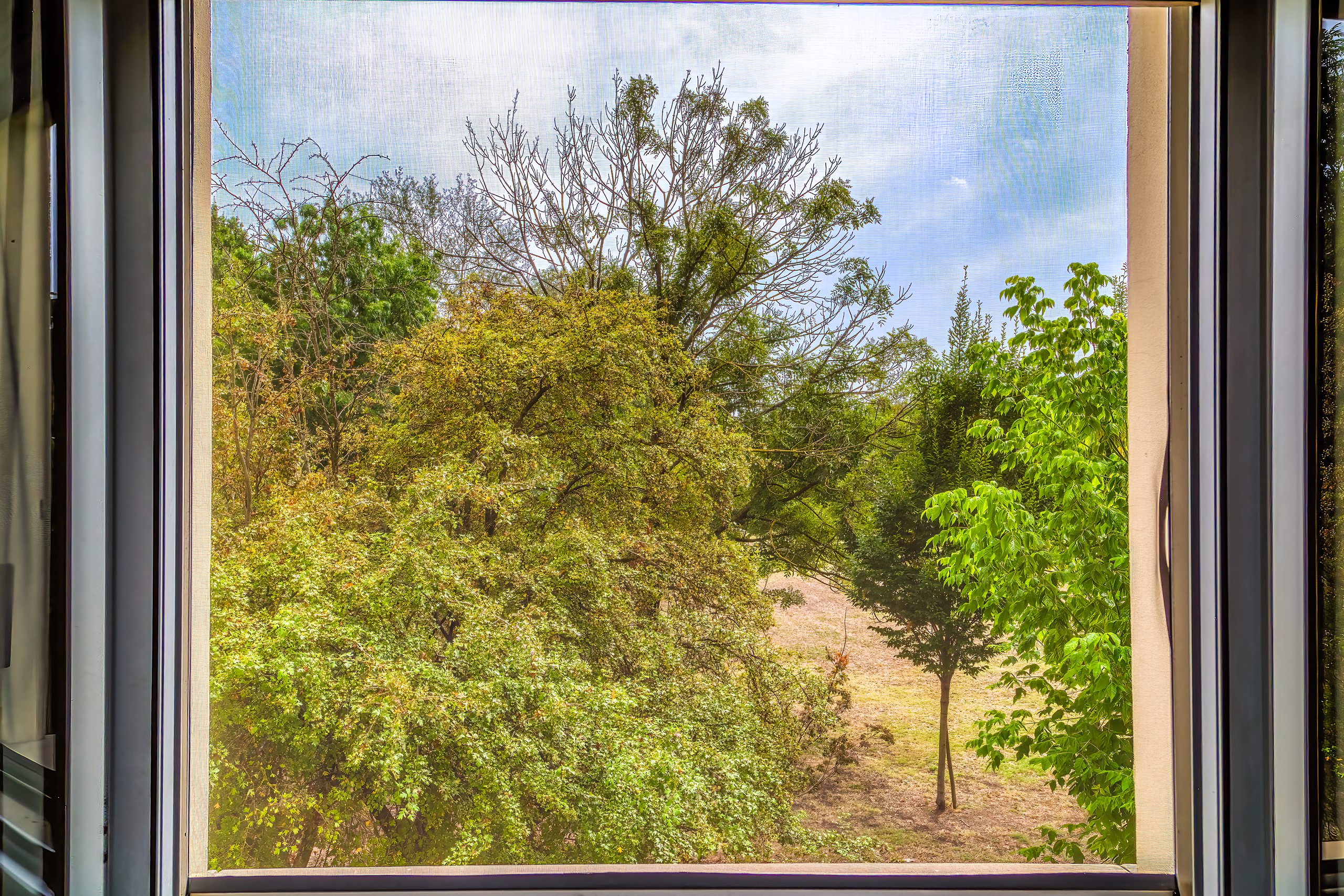 Le chiome degli alberi viste dalla finestra della seconda camera